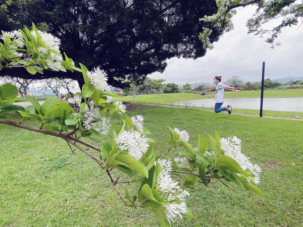 【賞花】新北河濱再飄四月流蘇雪 賞花就趁現在