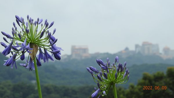 雲山水花鳥蝶 - 雲霧飄渺間的101大樓也是天空之城 ?1731687