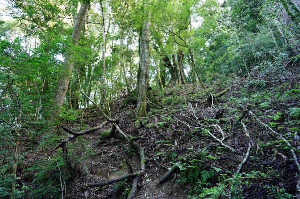 苗栗 泰安 東洗水山、北坑山、大板根2613365