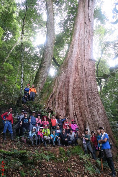 比林山東北峰、比林山、尤命神木、南比林山下切大鹿林道9.1K