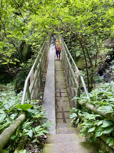 《陽明山的山林片刻｜沿著青春嶺路走向山野的綠意》2939232