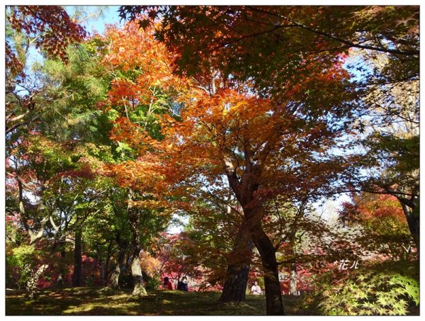 京都/東福寺的紅葉755249
