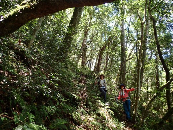 桃園復興區 低陸山 (鐵立庫山)157437