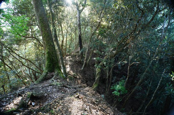 台中 和平 南松鶴山、八仙山、東松鶴山2877936