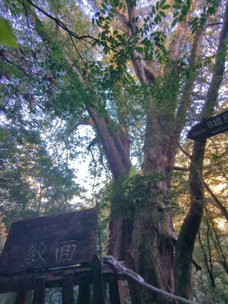 2026.01.03－鎮西堡B區神木群2981153