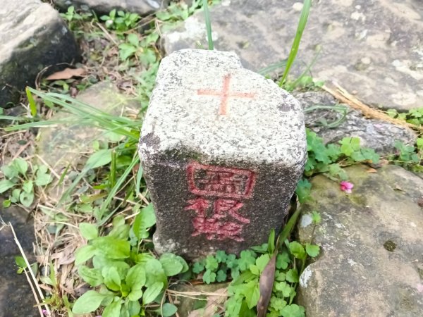 汐止區大尖山櫻花+秀峰瀑布O型3009389