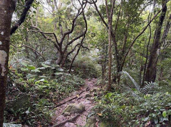[微笑山線_第三段] 2026_0328 鳶山山系_鳶山彩壁3025673