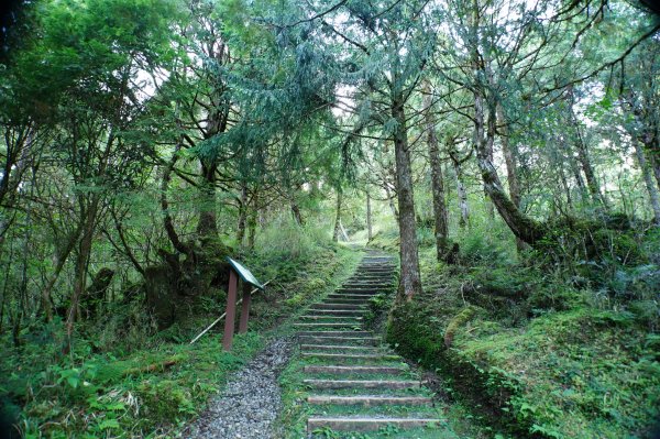 宜蘭 大同 望洋山、翠峰湖步道、山毛櫸步道2880717