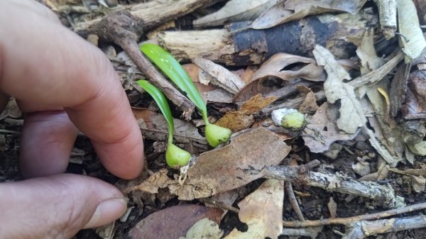 嘉義縣最遙遠的南霞山2698996