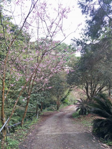 2018 03 03 洗水山&冬瓜山步道277698