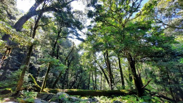 《台中》迷霧巨木為伴｜走訪大雪山船型山202109041454170