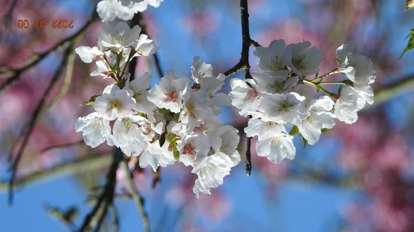 春暖花開，鳥語花香1633877