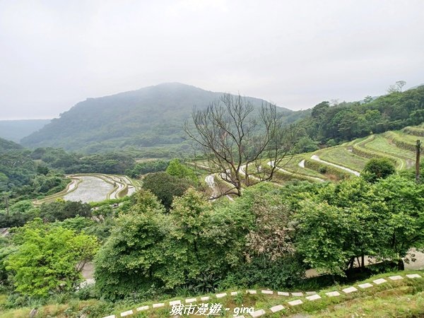 【新北石門】全台唯一火山岩石砌梯田。 嵩山百年梯田阡陌步道2823937