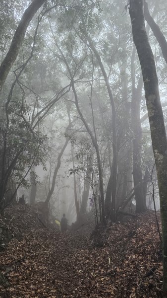 【這樣走波津加也行！】大雪山下波津加進谷關。3025916