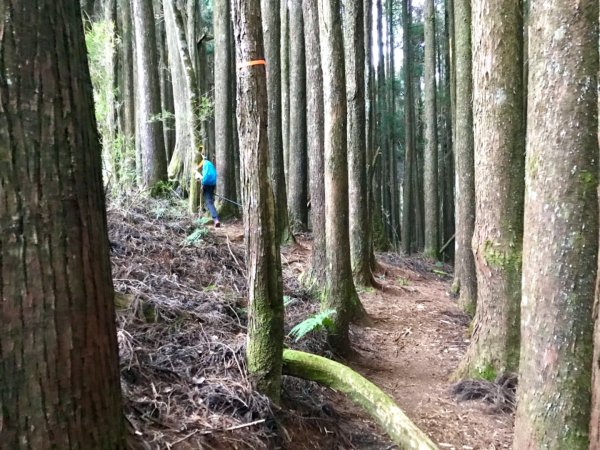 自忠上東水山連走特富野古道1244612