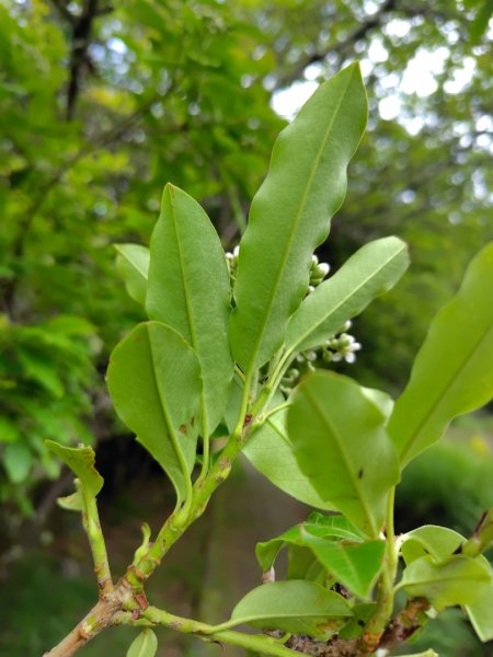 稍來小雪山國家步道、船型山、鞍馬山、鞍馬山東北峰、天池、雪山神木2799772