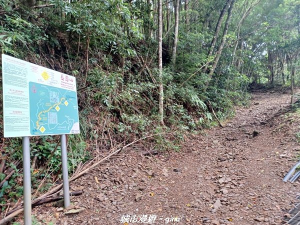 【台中和平】柳杉孟宗竹香杉步道林相豐富。 長壽山(肥崠山)山徑2880621
