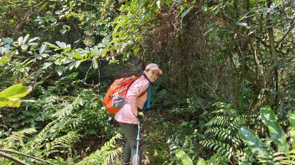 (姨婆趴趴走)第四集:桃園枕頭山古砲台步道、枕頭山、枕頭山西峰環狀縱走2111985