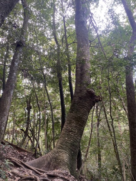 唐麻丹山3059713