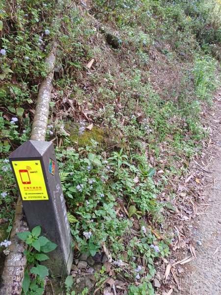 【台南白河】雞籠山+九龍山+大凍山O繞縱走2797121