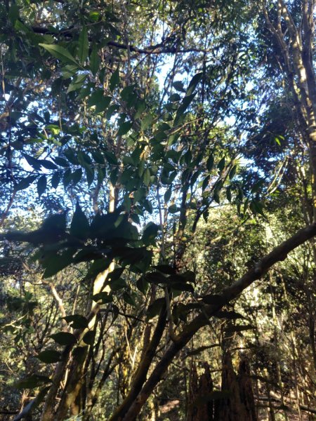 大竹溪山連走鞍輪名山3006899