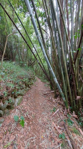 110/10/23樟之細路：新竹縣關西鎮渡南古道、羅屋書院、關西金城武樹1496497