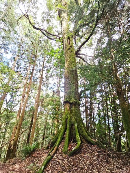 野馬瞰山步道-2025森遊竹縣皮皮獅探險隊2895233