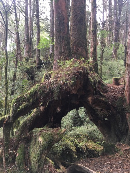 鄒族心目中的聖山大塔山255919