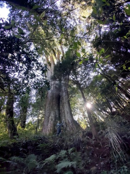 20231025⛰️二萬坪山 🌲黑森林🌲樹抱石 奮起湖老老街2326737