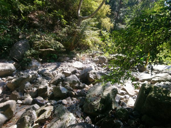 屋我尾山(麗陽線)821168