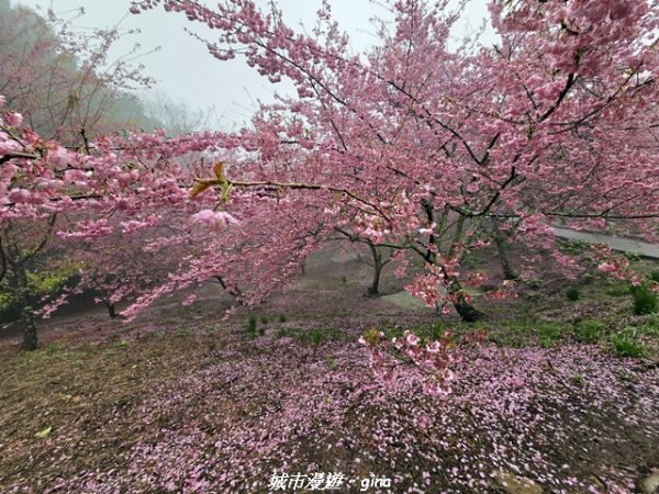 【台中和平】2026福壽山農場千櫻園賞櫻季3010668