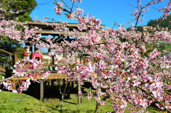 【嘉義】阿里山公路賞櫻新境--隙頂河津櫻花園.今年春天的隙頂很莎庫拉