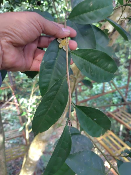 多納六秀 京大山2957527