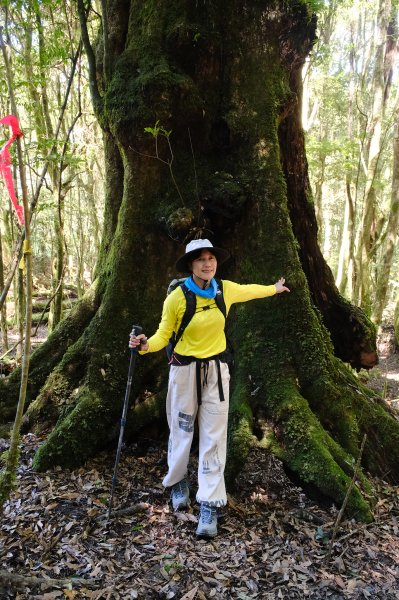 雪見大板根2924716