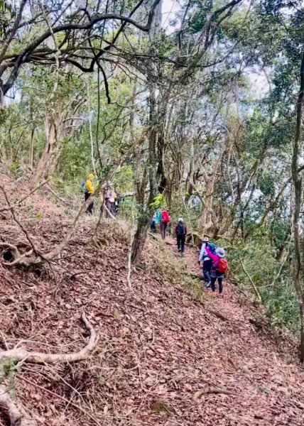 走大橫屏山九份二山(小百岳#45、47)賞梅去2695080