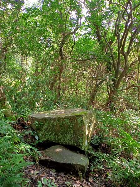 悠遊陽明山前山公園、紗帽山1846210