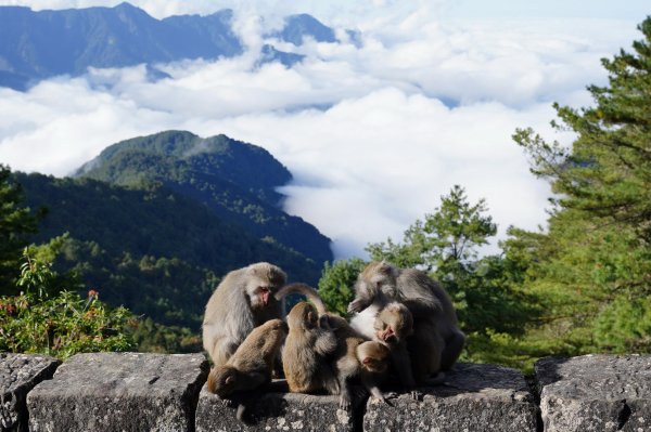 南投 信義 玉山前峰2352060