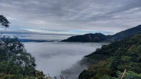 大雪山下波津加上下加森林浴看小神木1562212