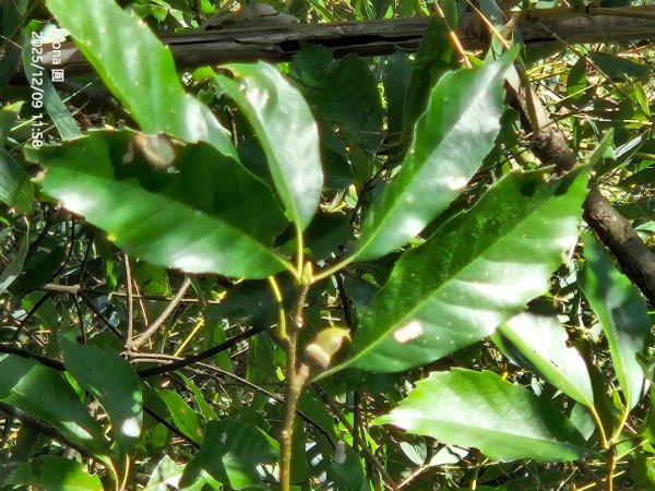 20251209新竹寶二水庫環湖O走+峨嵋湖2969279