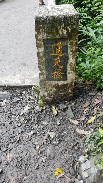 聖母登山步道（抹茶山）2005773