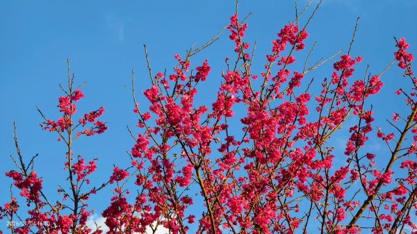 #花卉試驗中心 #永公路500巷 #平菁街42巷 #原住民公園 #士林官邸 1/42976582