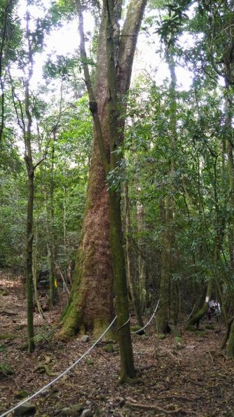 大雪山登屋我尾山（谷關七雄）160832