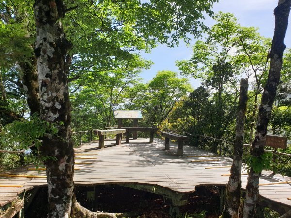 太平山山毛櫸步道1572019