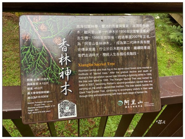 阿里山神木群棧道2771578