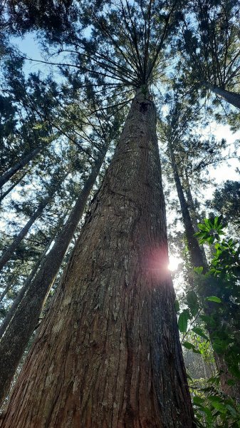 《南投》竹林台灣杉｜溪頭山竹崙山志騰山O繞202302182035899
