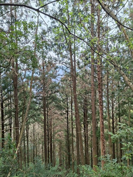 《南投》松濤徐徐｜惠蓀林場關刀山林道上巨松台環山嵐小徑202603213021368