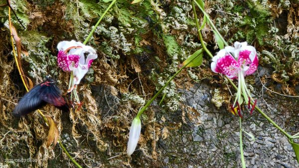 #二格山 #霞光 #日出 #艷紅鹿子百合 #大鳳蝶雄蝶 #紅花石蒜 #彼岸花 8/232867775