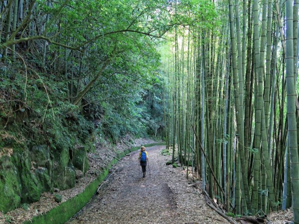 大凍山 頂湖 霹靂山O繞 二延平步道1773856