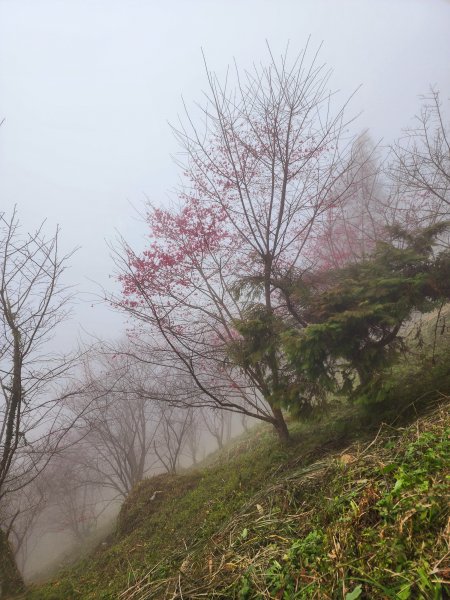 小百岳集起來-仙山2183036