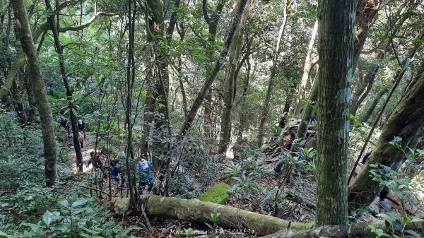 《新竹》斷崖神木｜北得拉曼步道小P繞202510172917486